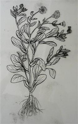 2008.1086_crop.jpg; 2008.1086; Drafting film for print 'Calendula Officinalis'; Drafting film