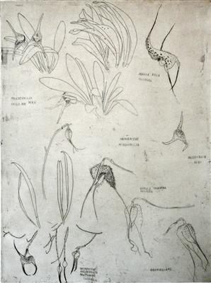 2008.118_crop.jpg; 2008.118; Orchidaceae - Masdevallia; Etching