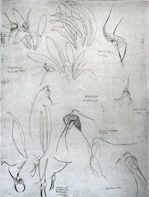 2008.119_crop.jpg; 2008.119; Orchidaceae - Masdevallia; Etching