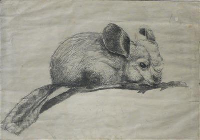 2008.417_crop.jpg; 2008.417; Chinchilla; Etching