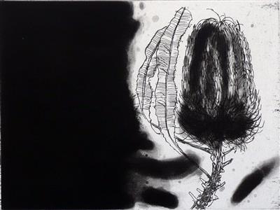2008.48_crop.jpg; 2008.48; Banksia; Etching