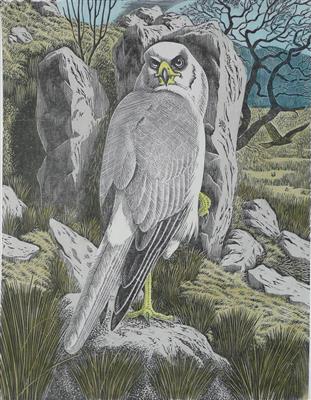 2008.507_crop.jpg; 2008.507; Male Hen Harrier; Linocut