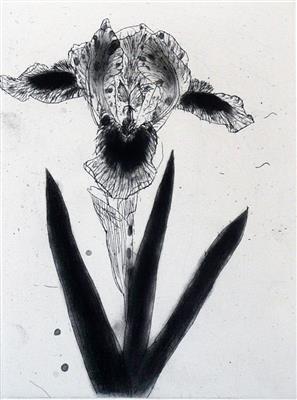 2008.53_crop.jpg; 2008.53; Black Iris; Etching