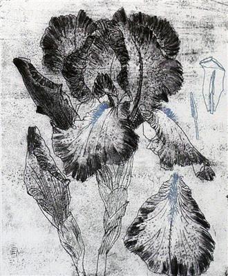 2008.54_crop.jpg; 2008.54; Blue Iris; Etching