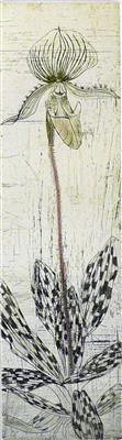 2008.85_crop.jpg; 2008.85; Orchid Paphiopedilum; Etching