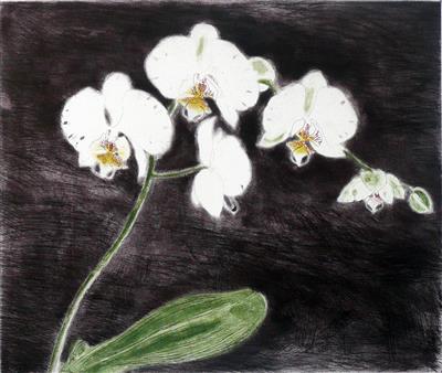 2008.89_crop.jpg; 2008.89; Phalaenopsis antarctica; Etching
