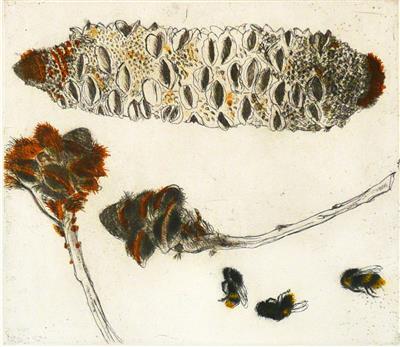 2008.97_crop.jpg; 2008.97; Seed Pod & Bees; Etching