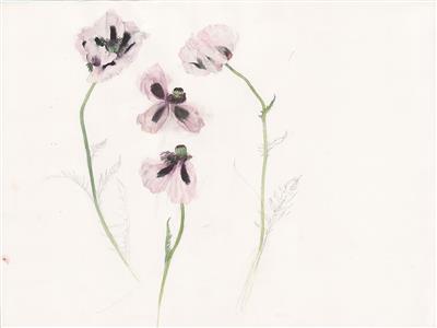 9bdb01fc-742f-497e-a649-613e081b05f9.jpg; 2025.56; Drawing for 'Four Poppies'; Drawing