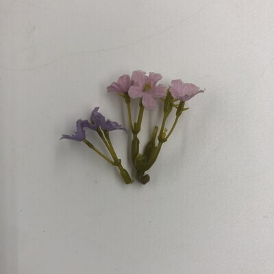 00b3cabe-2ad2-4bef-8aef-13b5030a6473.jpg; 1960-0000-KPO/339/a-b; Twee bloemen; bloemen (planten)