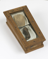 1889-0001-HHIa-b.jpg; 1889-0001-HHI/a-c; Gemummificeerde tong en vinger van de gebroeders De Witt.; lichaamsdelen