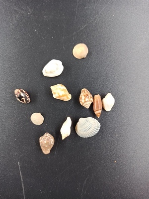 1960-0286-KPO-133.jpg; 1960-0286-KPO/133; Verschillende schelpjes; miniaturen