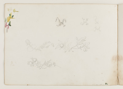 1af45fef-405f-415f-b786-6eca9ca750ed.jpg; 2013-0043-TEK/05; Een schets in potlood van bloemen afkomstig uit het nalatenschap van Alexine Tinne.; schetsen (beeldende werken)