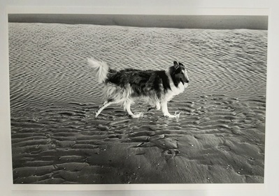 2010-0005-PRE.jpg; 2010-0005-PRE; Hond op het strand; fotografie
