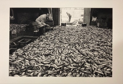 2010-0117-PRE.jpg; 2010-0117-PRE; Visafslag Scheveningen; fotografie