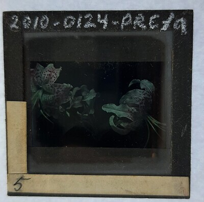 2010-0124-PRE-a.jpg; 2010-0124-PRE/a; Bloemenstudie
; stereofoto's