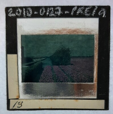 2010-0127-PRE-a.jpg; 2010-0127-PRE/a; Bloembollenveld
; stereofoto's