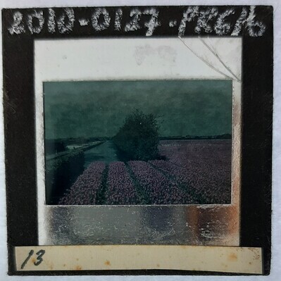 2010-0127-PRE-b.jpg; 2010-0127-PRE/b; Bloembollenveld
; stereofoto's