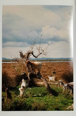 2012-0013-PRE.jpg; 2012-0013-PRE; Geiten proberen nog een groen blaadje te vinden; fotografie