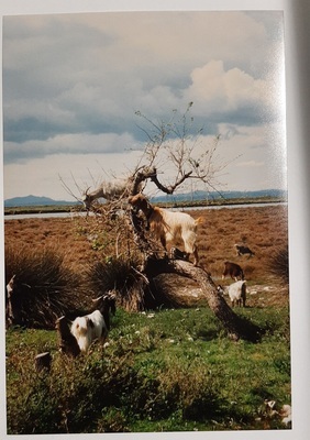 2012-0014-PRE.jpg; 2012-0014-PRE; Albanië (landschap met geiten); fotografie