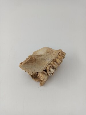 2502299c-3b33-445f-be7e-062daef25990.jpg; 337.03; Bovenkaak van een hond; bovenkaak