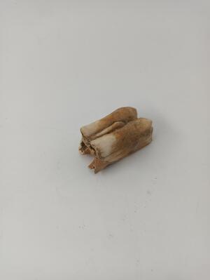 39261403-8f0d-4e62-bc1d-3b59e526db4c.jpg; 337.02; Kies van een koe; kies