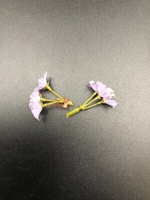 44f45ab3-2c59-448a-8c02-36f022ce8ac6.jpg; 1960-0000-KPO/022/2; Lila bloemen; bloemen (planten)