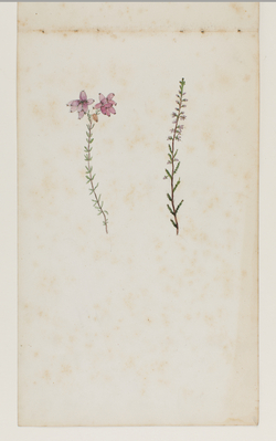 73271578-2e44-4968-aade-a795b1c8aaac.jpg; 2013-0048-TEK; Een aquarel met bloemetjes op een blad uit een schetsboek afkomstig uit het nalatenschap van Alexine Tinne.; waterverf