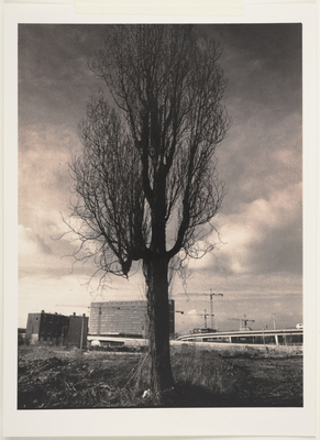 a1fcf929-bb2b-4010-b9ba-b0b50a023474.jpg; 2023-0122-PRE; De laatste boom rondom Ternoot, Den Haag; stadsgezichten