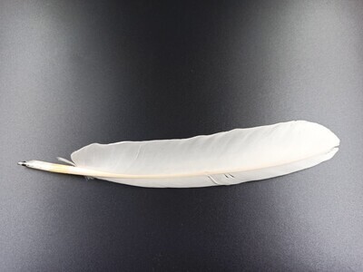 d1046ce9-29cb-4273-9727-6feb21956e13.jpg; 0000-0757-HHI; Schrijfveer ; veren