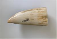 b1289cc2-0556-4a35-8980-92ae71b669d8.jpg; 2024.10; Painted sperm whale tooth; scrimshaw
