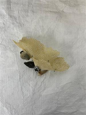 c3c844e7-d891-4810-b81e-953f1223d842.jpg; 2024.9.2; Coral specimen; dry specimen