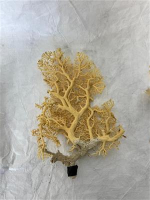 ebe4440f-7420-41c4-bae3-0ec63f1cc0e6.jpg; 2024.9.1; Coral specimen; dry specimen