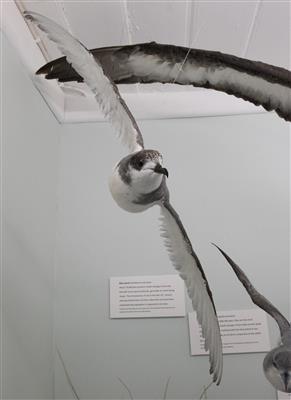 ;