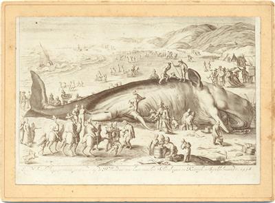 02007.jpg; 02008; Cachelot; Pentekening