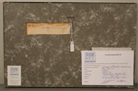 04096d.jpg; 04096; Bad Zandvoort in 1902; strand