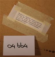 04664d.jpg; 04664; Betje Zwemmer; Fotografie