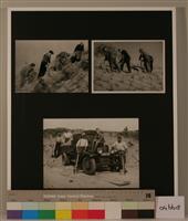 04668a.jpg; 04668; helmplanders / stekers; duinen