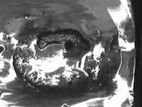 10052_3.bmp; 10052; Missaal; missaal