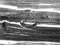 10052_4.bmp; 10052; Missaal; missaal