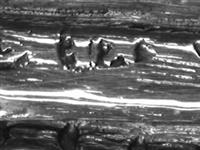 10052_5.bmp; 10052; Missaal; missaal
