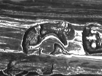 10052_6.bmp; 10052; Missaal; missaal