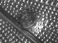 10054.1.b_C.bmp; 10054.01; Fruitschaal; fruitschaal