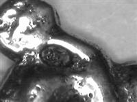 10112_1.bmp; 10112; Eoomlepel; roomlepel