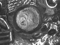 10239.1_A.bmp; 10239.01; ; taartschep