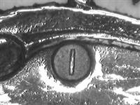 10239.1_C.bmp; 10239.01; ; taartschep