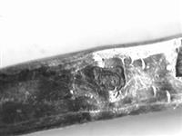 10658_E.jpg; 10658; Wilhelmina theelepel; wilhelminalepel