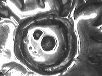 10855_C.bmp; 10855; Zilveren tasbeugel; beugeltas