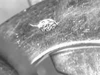 10905.a_B.bmp; 10905.01; Manchetknopen; manchetknoop