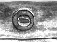 11226_C.bmp; 11226; zilveren beursbeugel; beursbeugel