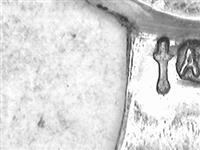 11437_1.bmp; 11437; Zilveren bladwijzer; bladwijzer